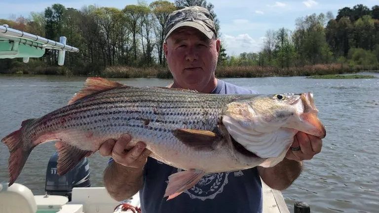 Santee Cooper Fishing Report